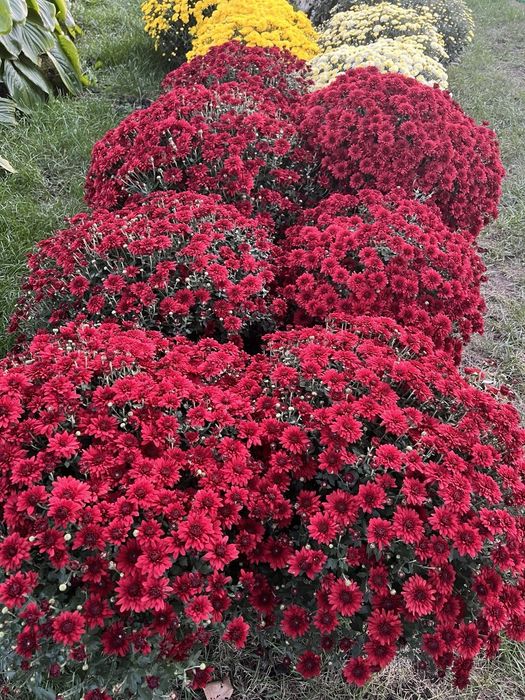 Хризантема мультифлора.