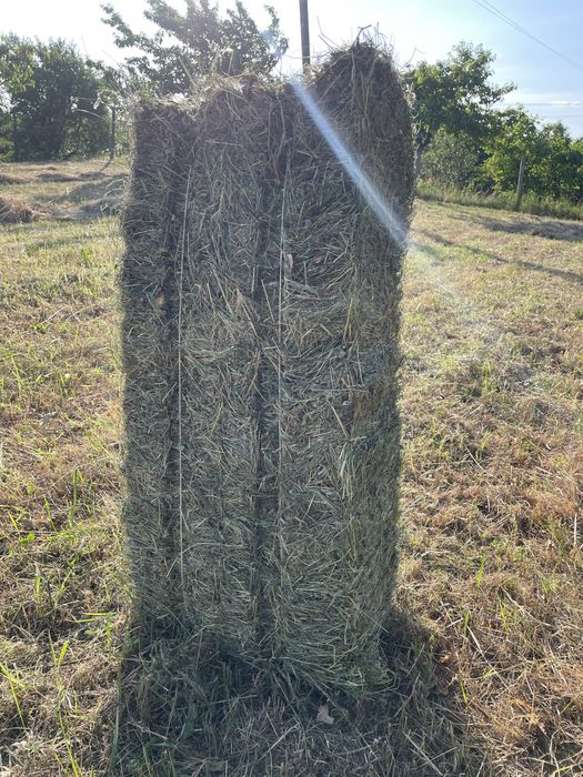 Продам цьогорічне сіно в тюках, є необмежена кількість