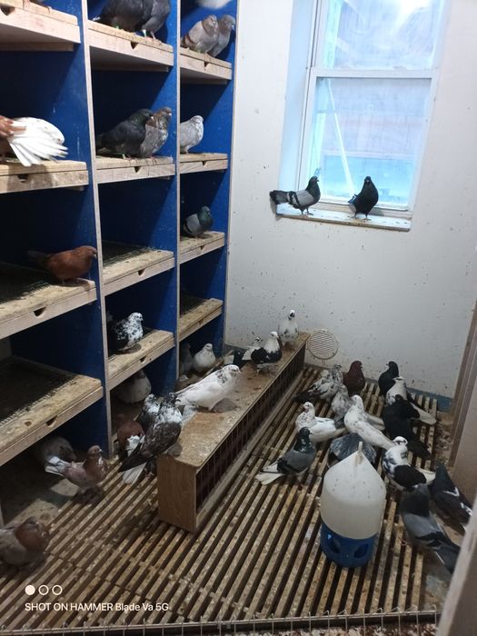 Gołębie orlik lubelski , kolory i kirowogradzkie
