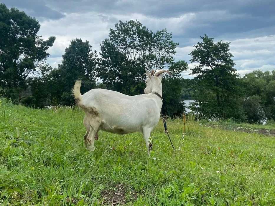 Продам дійну козочку суміш ламанш