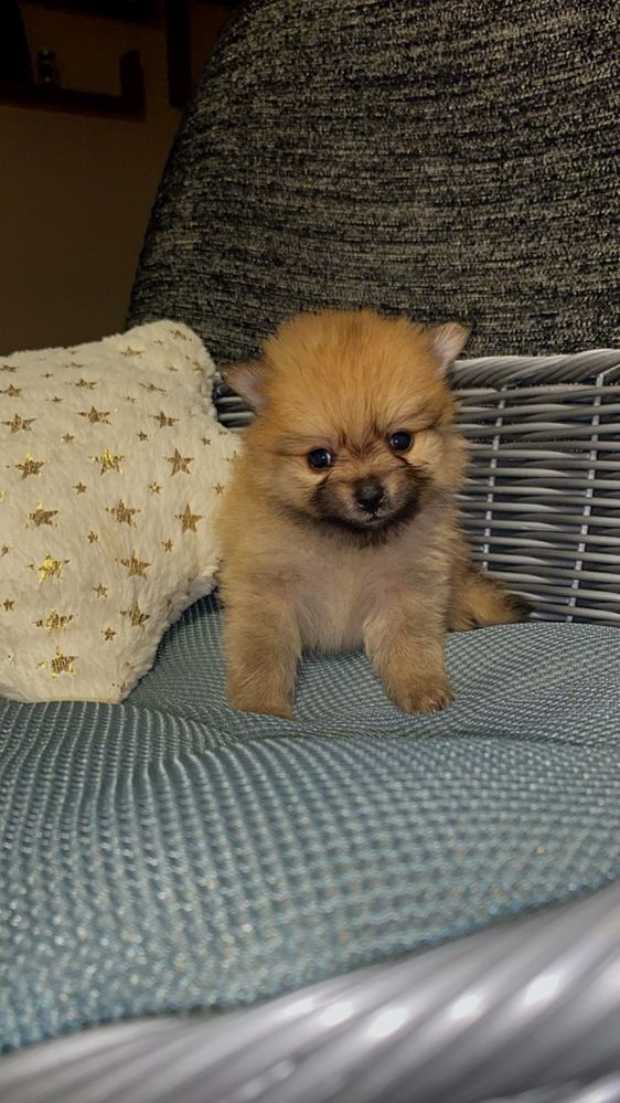 Lindo spitz laranja muito pequenino
