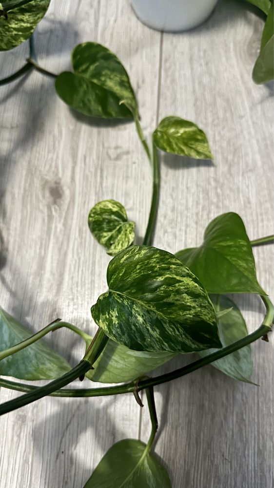 Epipremnum marble queen