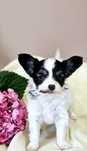 Papillon ZKwP/FCI - Spaniel Kontynentalny