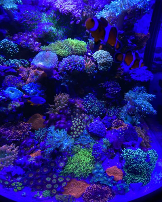 Продам морской аквариум Boyu TL-450