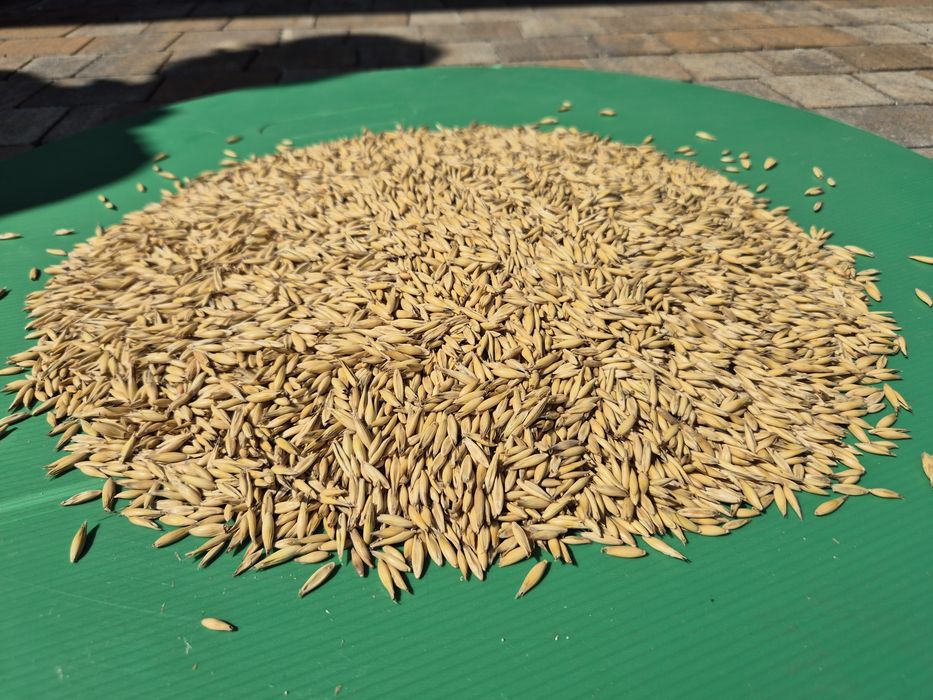 Owies odmiany Harnaś