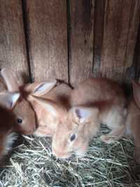 Młode króliki burgundzkie