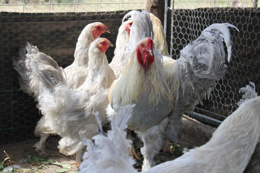 Brahma Isabella 2025
