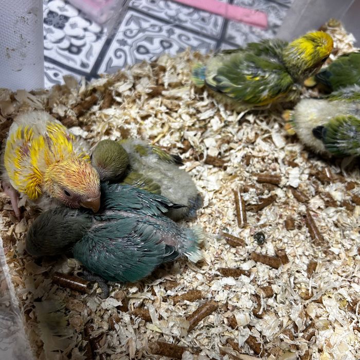 Agapornis roseicollis para criar há mão.