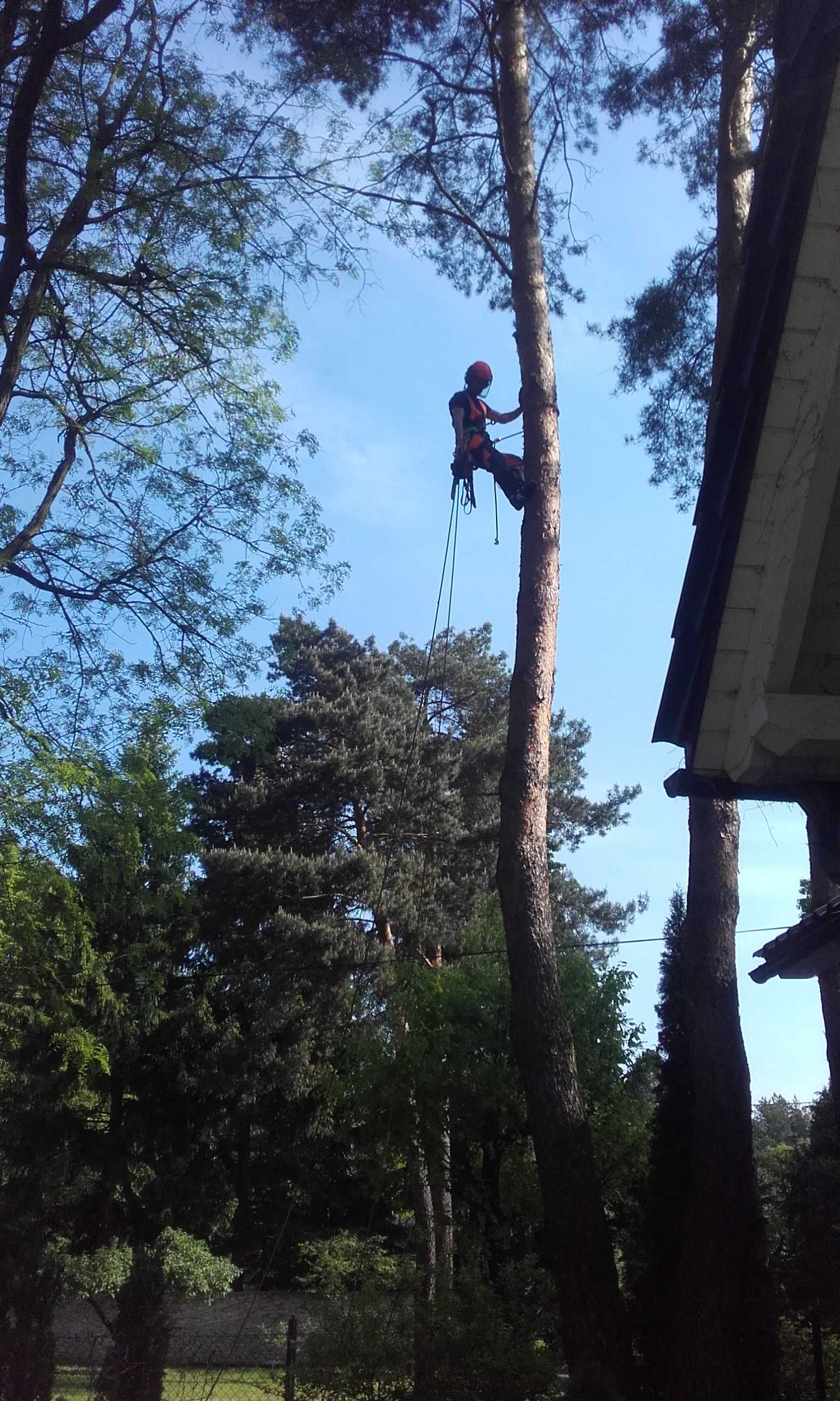 Drzewo drewno kominkowe , opałowe Ldzań Pabianice Łódź  Konstantynów