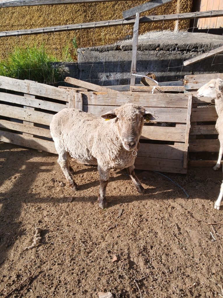 Vendo carneiro de grande porte bom para criação