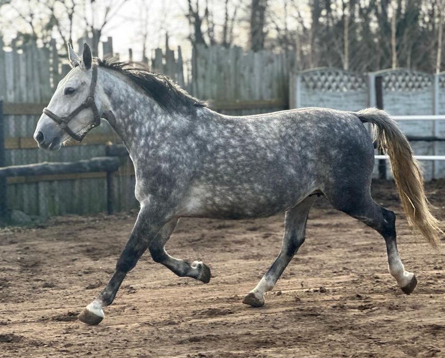 Klacz rasy Śląskiej