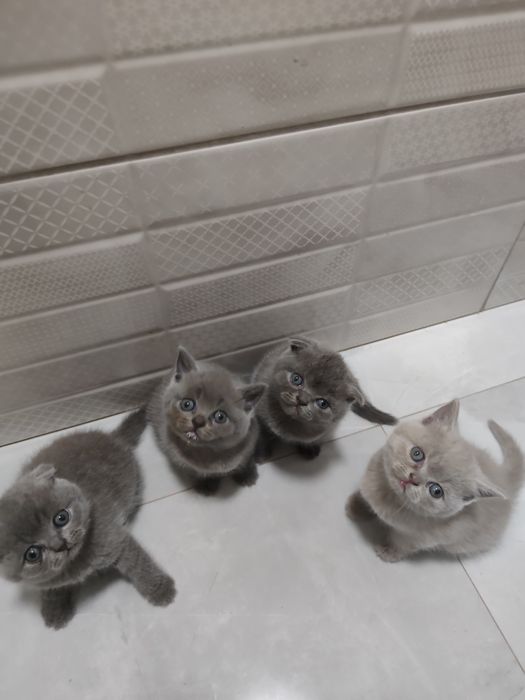 Шотландські кошенята