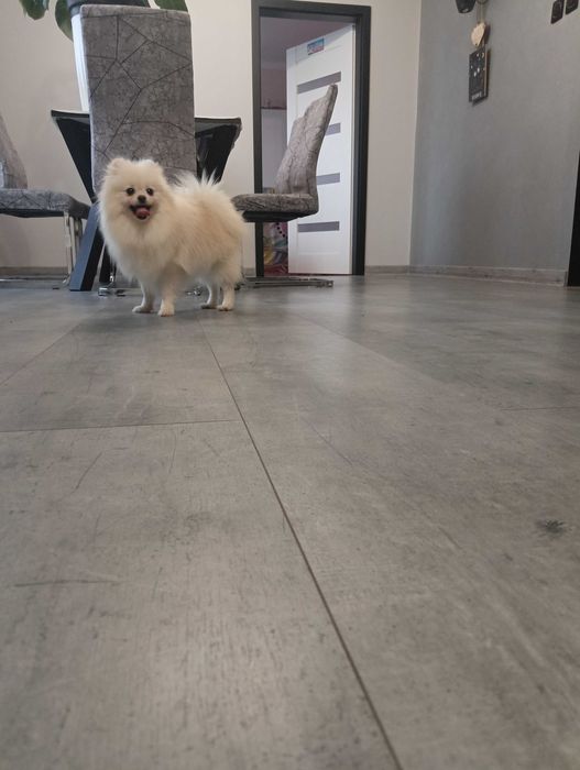 Suczka szpic miniaturowy/ pomeranian