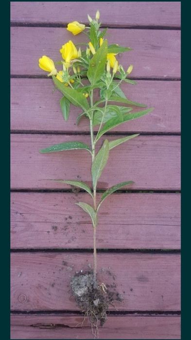 Wiesiołek czworokątny z mojego ogrodu. 35 cm sadzonka.