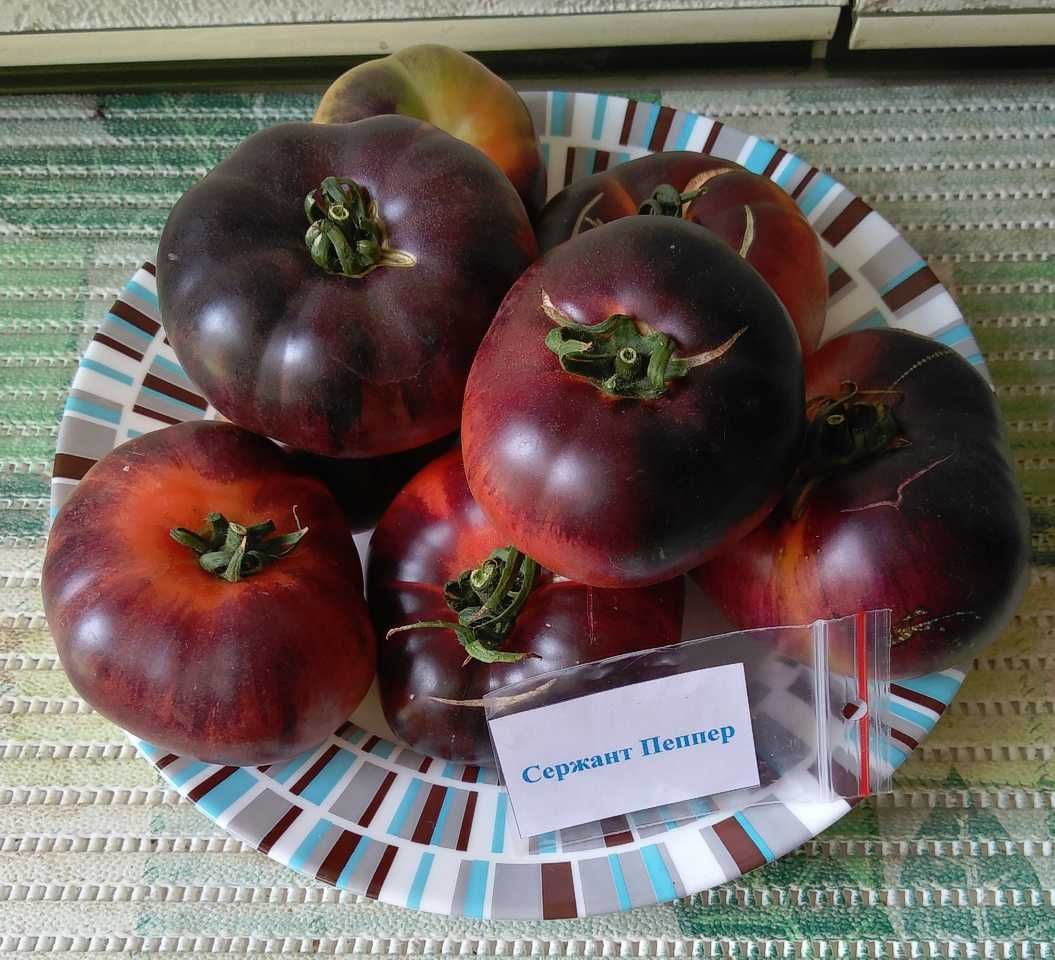 Рассада. Коллекционные томаты  (помидоры) .