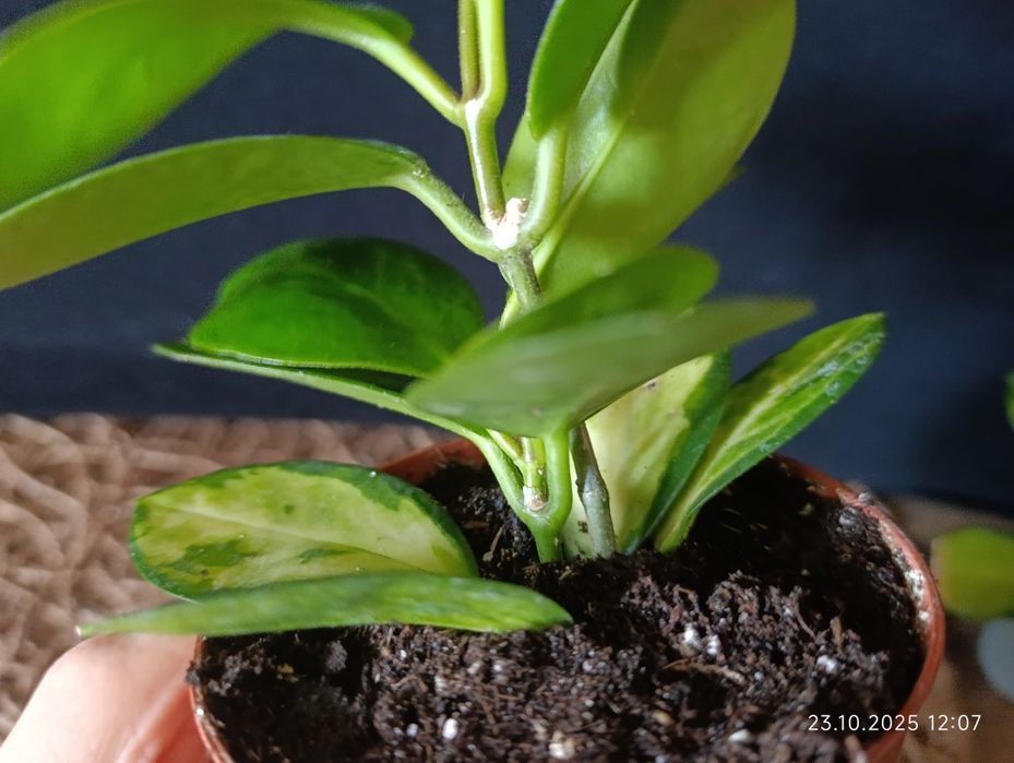 Hoya        Хойа