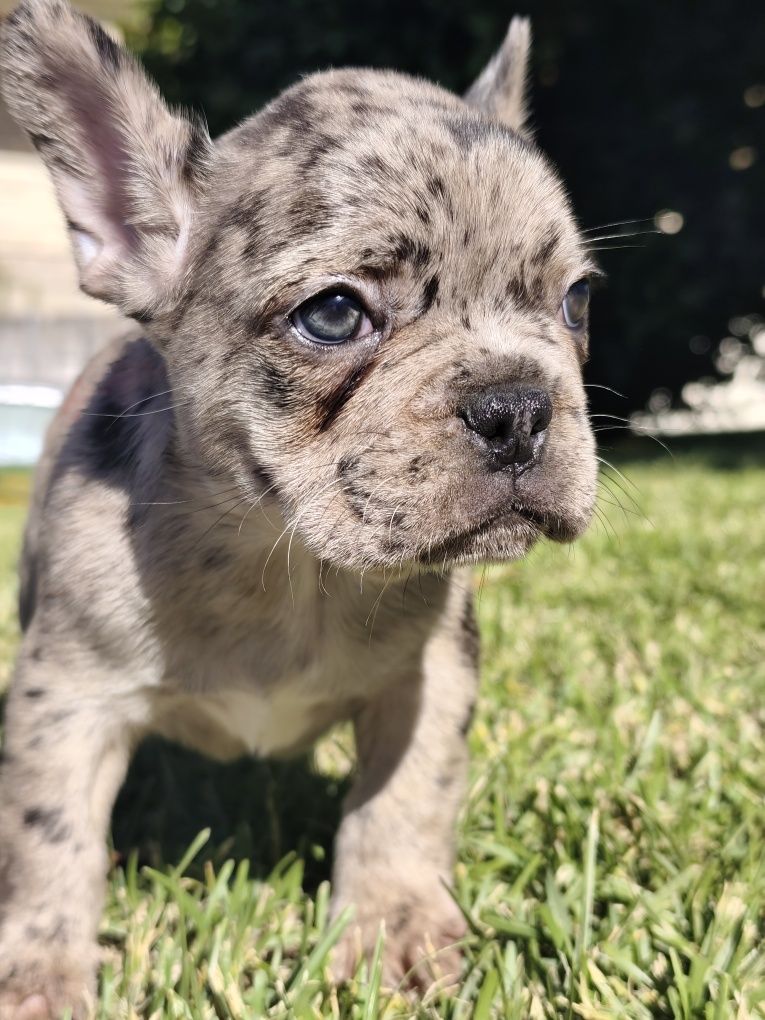 Bulldog  merle macho