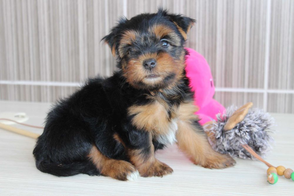 Продам цуценяток Йорків