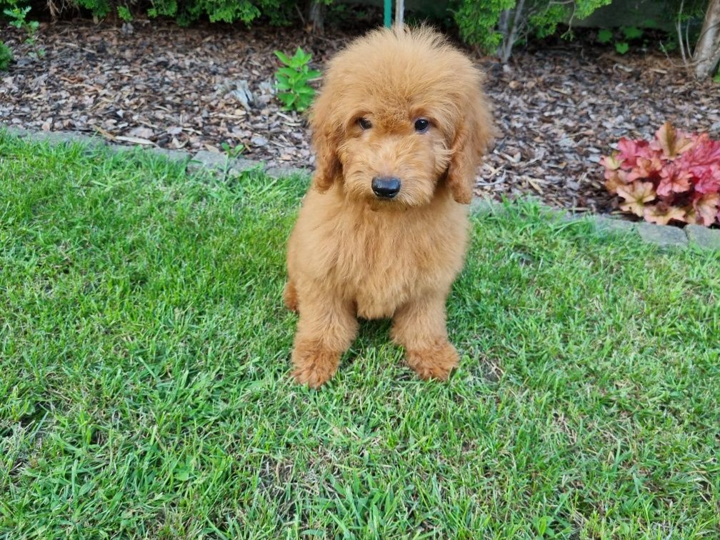 Golden Retriever Goldendoodle MINI Pudel miniaturowy PIESEK
