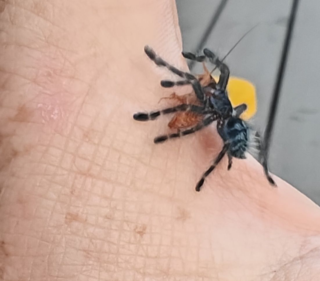 Caribena Versicolor L2/3