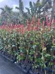 Photinia Red Robin / Carre Rouge -50CM - 100cm - 150cm