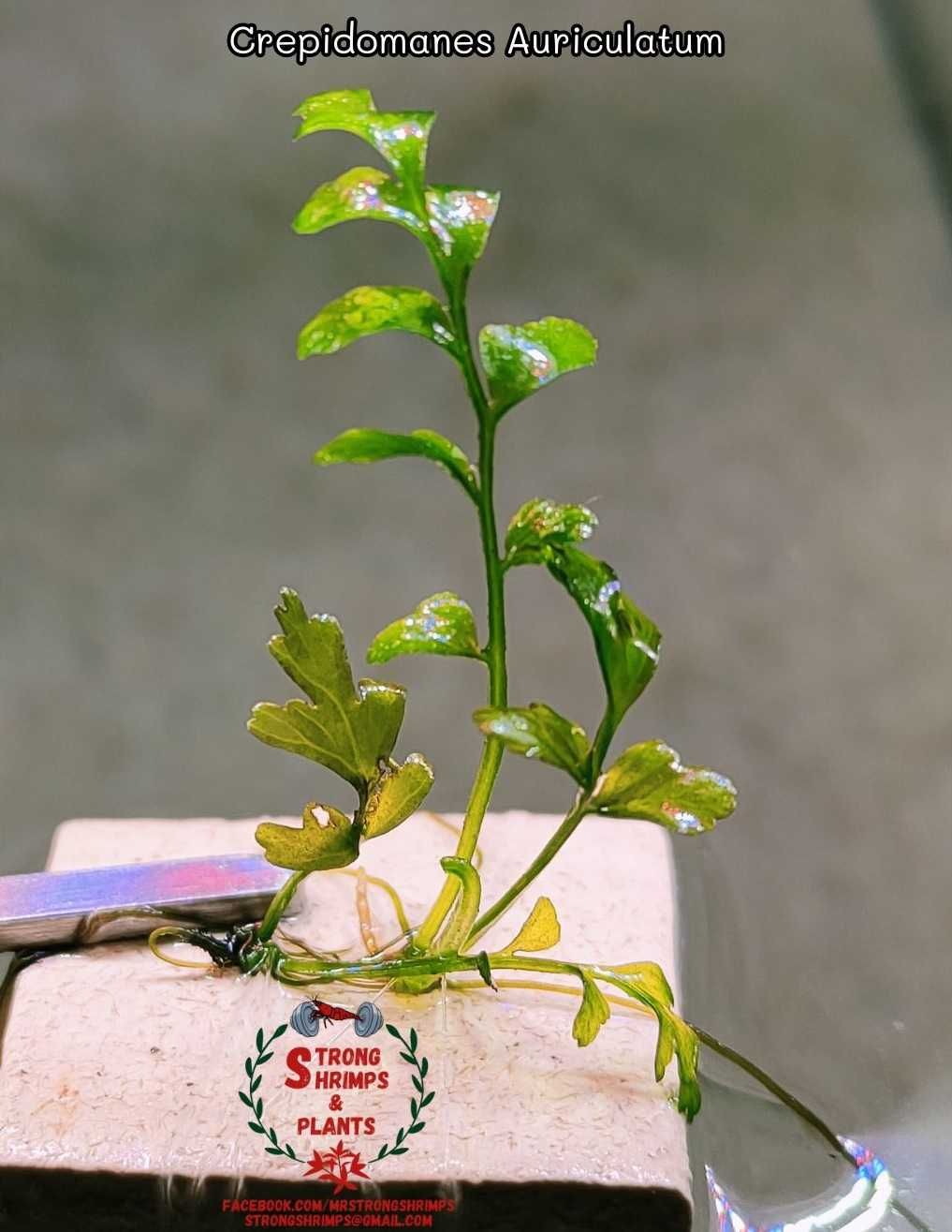 Crepidomanes Auriculatum- Hymenasplenium Obscurum Rarytas