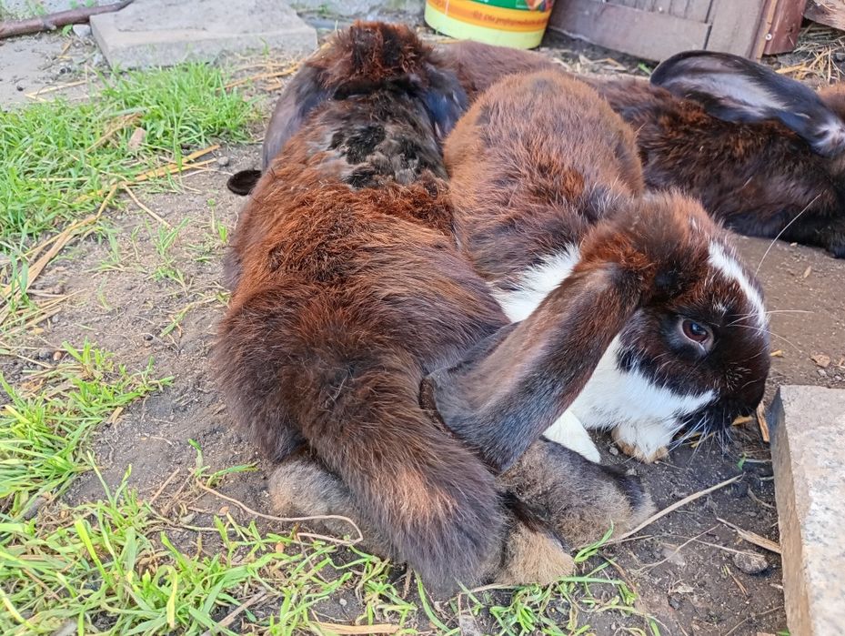 Barany francuskie królik