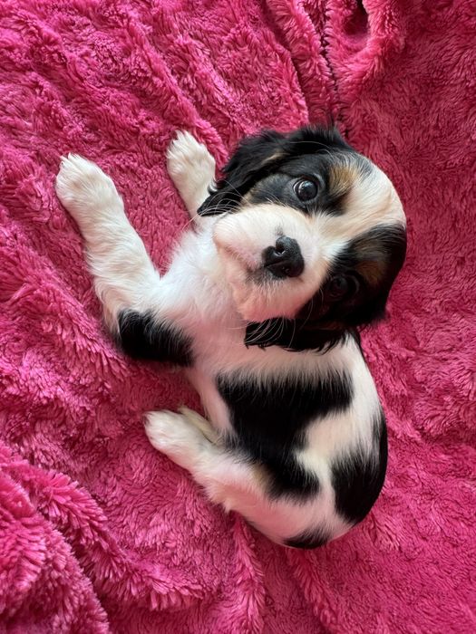 Sunia - Cavalier  King Charles Spaniel