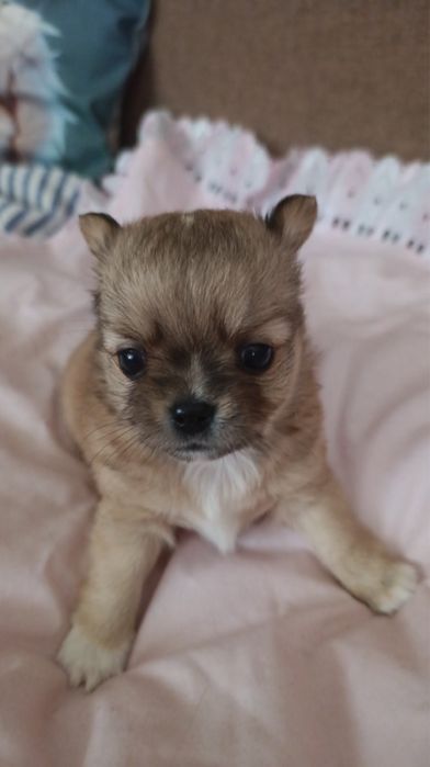 Чіхуахуа хлопці і дівачинка