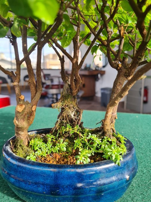 Floresta Bonsai Sageretia