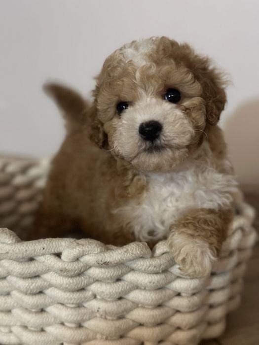 Цуценята мальтіпу