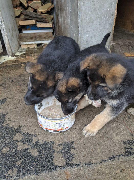 Цуценята вівчарки в добрі руки,терміново!