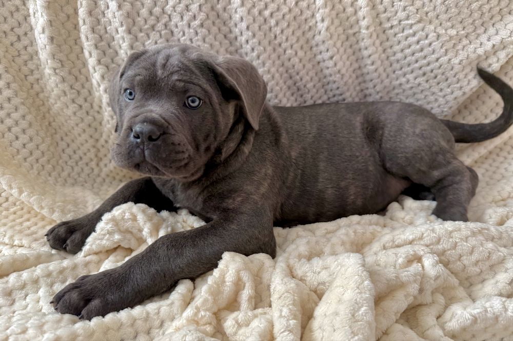 Cane Corso samiec z rodowodem