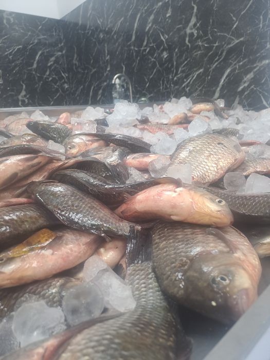 Жива риба карась