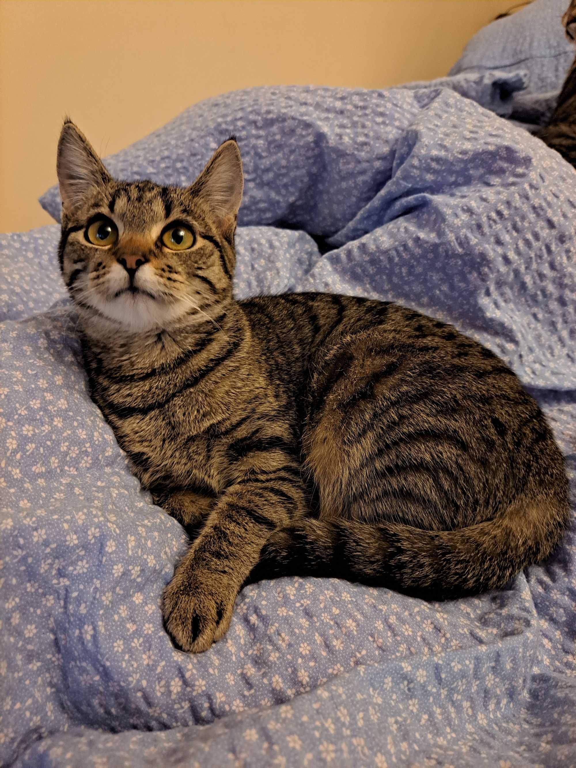 Kotka poleca sie do adopcji