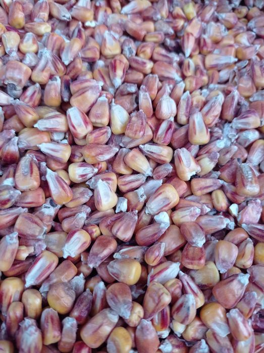 Продам Кукурудзу