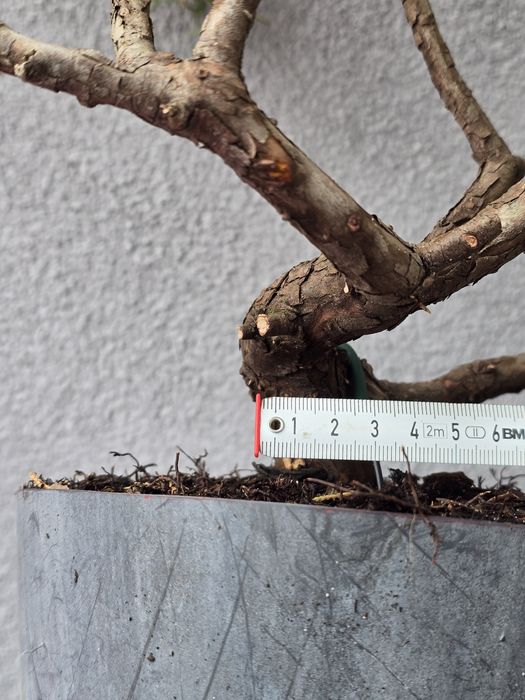 PRE BONSAI - jałowiec chiński
