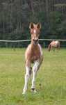 Ginny QT klaczka 1/2 aph American Paint Horse