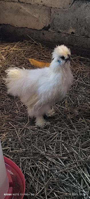 Kogut Silka. Silki. Koguty kury jedwabistej