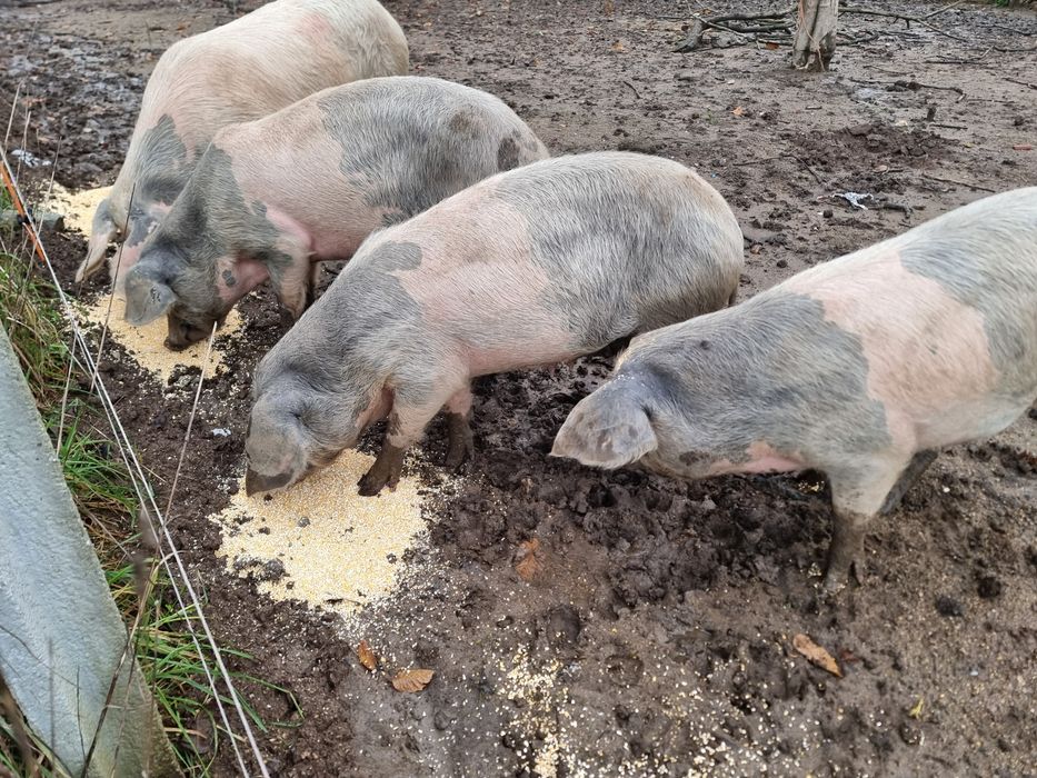 Vendo porcos bisaros.