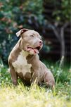 American bully pocket/standrd, діти крутих батьків !