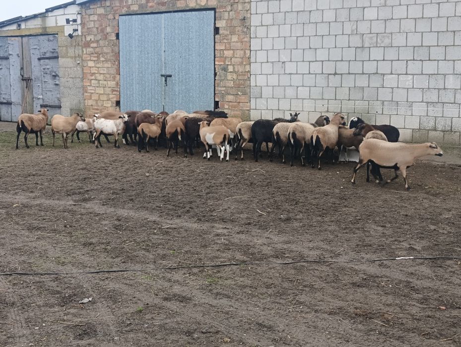Sprzedam owce kameruńskie.