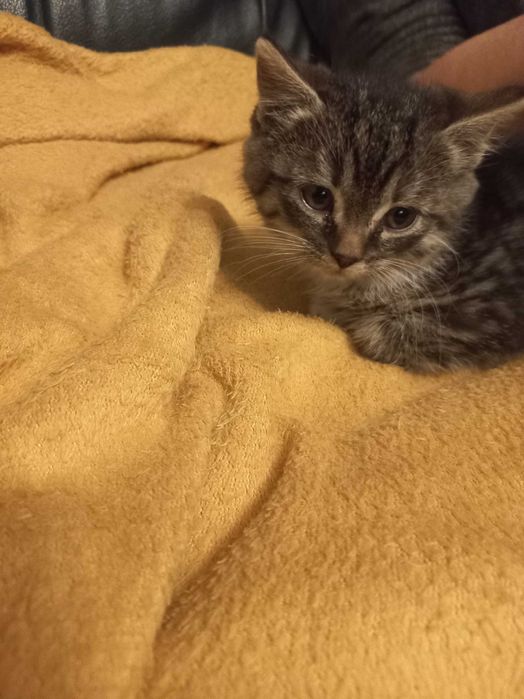 Mam do oddania kociaki