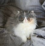 Супер дівчинка перської породи