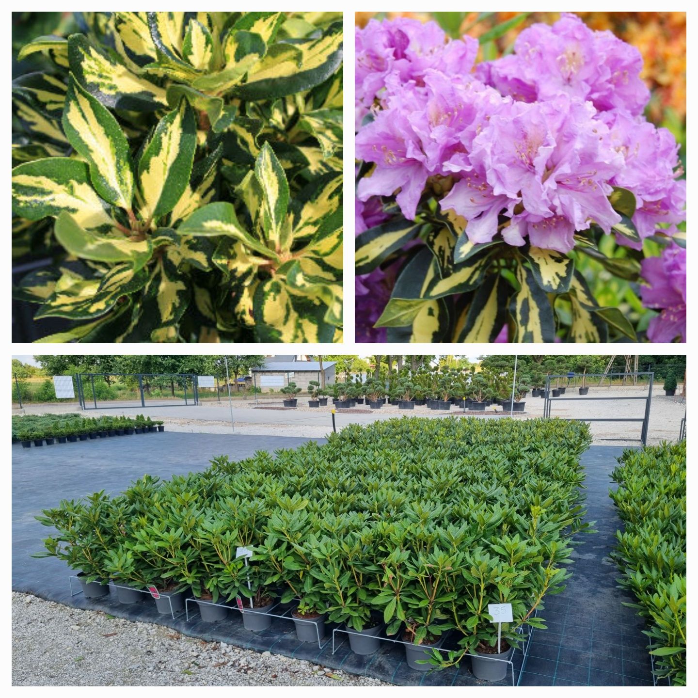 Drzewa, Krzewy, Kwiaty, Bonsai