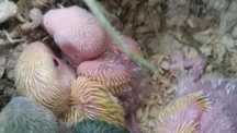 Crias de agapornis para acabar criar a mao