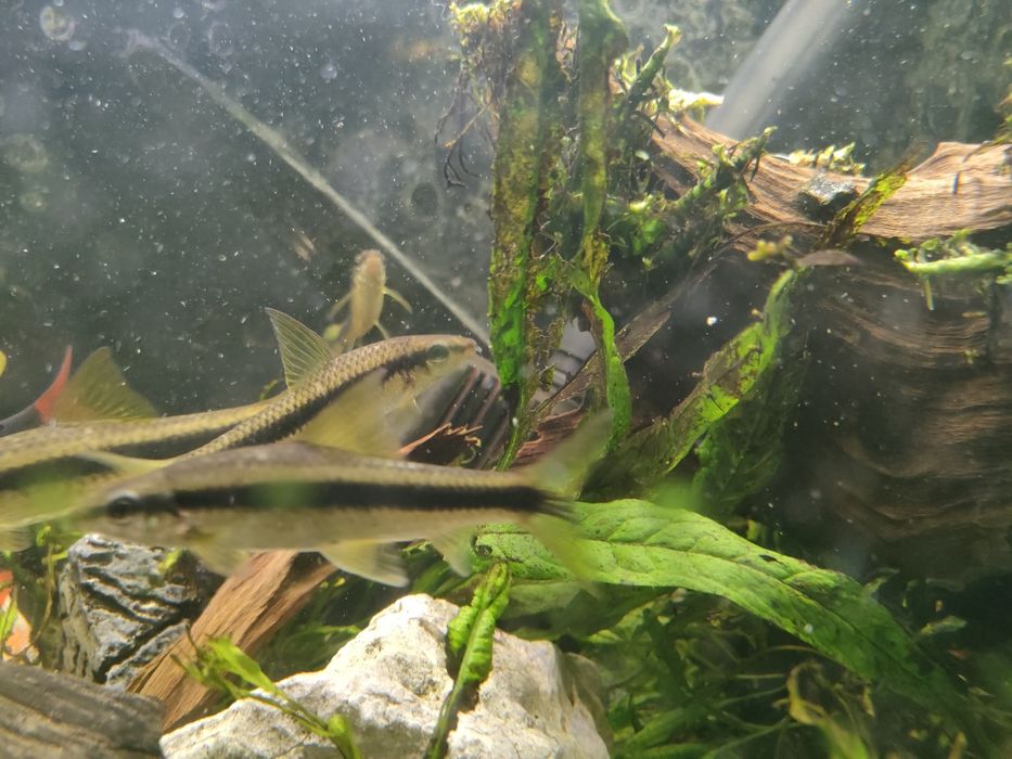 Ryba Kosiarka 7 sztuk