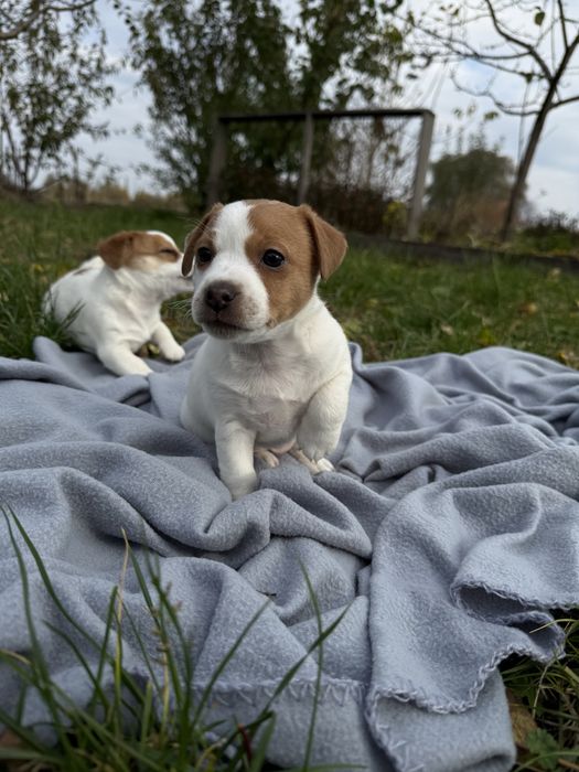 Джек Рассел Тер’єр