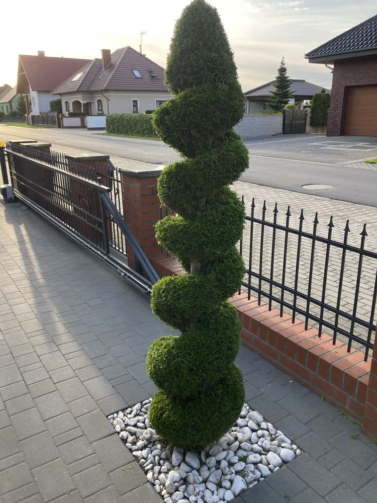Thuja szmaragd formowana