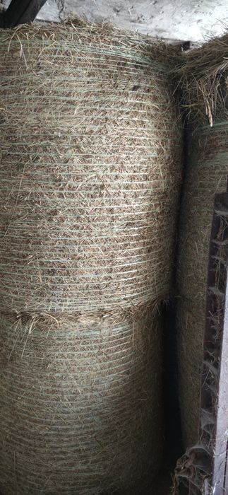 Siano baloty 120cm